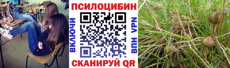 Галлюциногенные грибы Psilocybe закладки Благовещенск